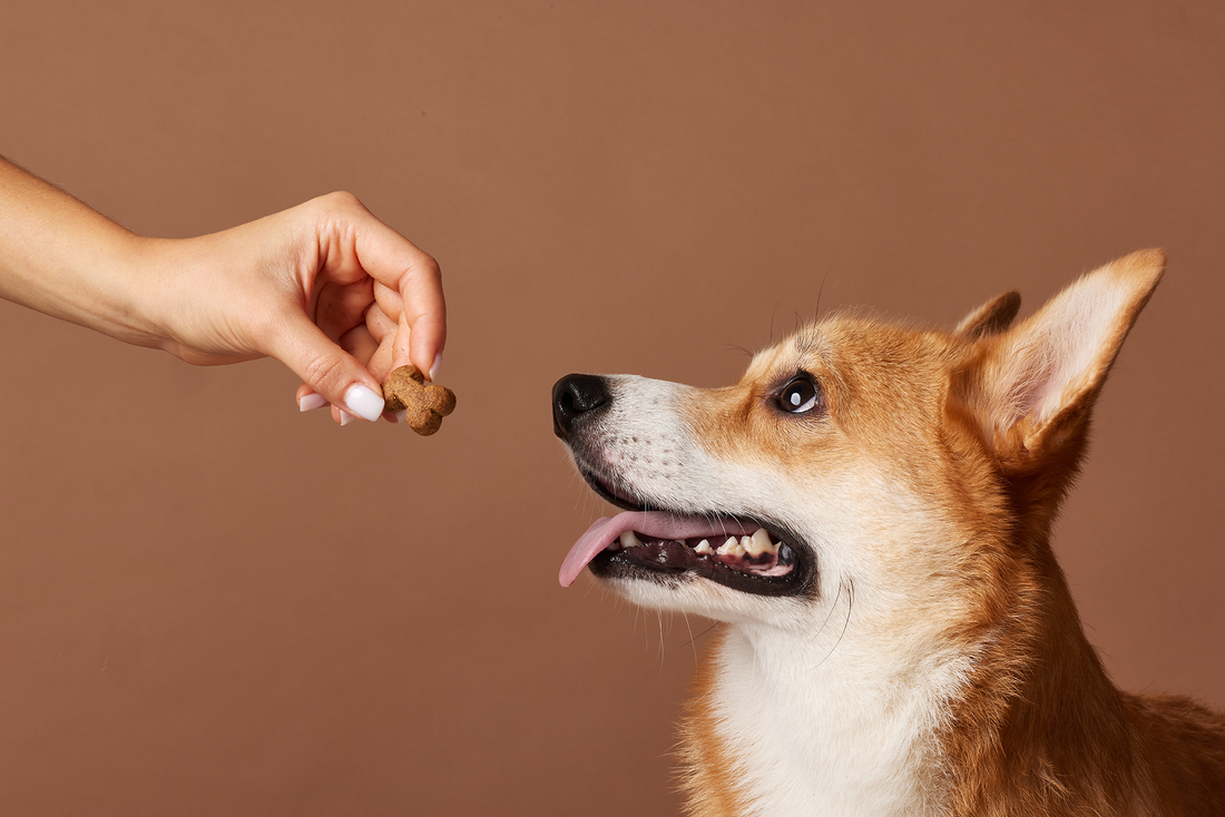 Best Dog Treats for Itchy Skin and Allergies (And What the Pet Food Industry Isn't Telling You)