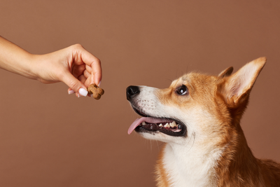 Best Dog Treats for Itchy Skin and Allergies (And What the Pet Food Industry Isn't Telling You)