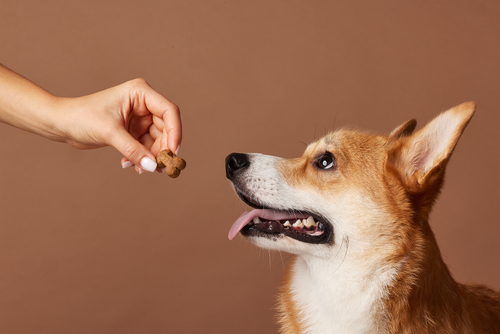 Best Dog Treats for Itchy Skin and Allergies (And What the Pet Food Industry Isn't Telling You)