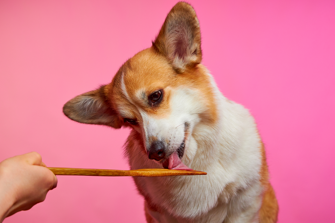 What to Feed a Dog With a Chicken Allergy? (And How to Spot the Hidden Poultry in Their Food)