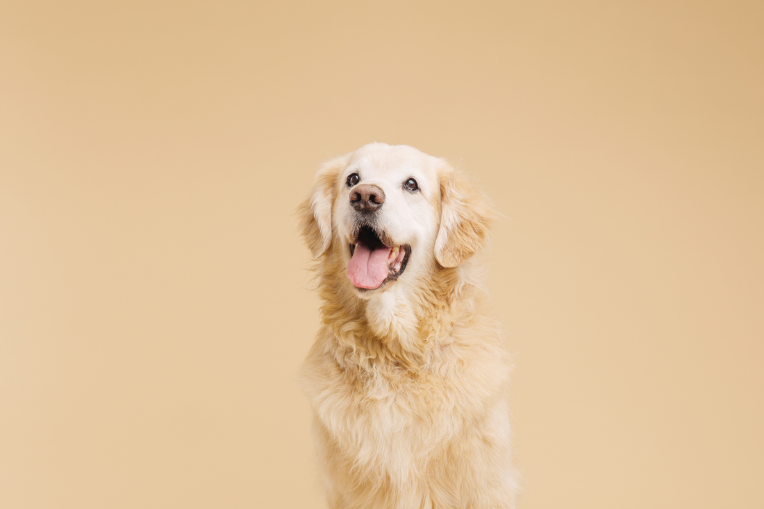Best Training Treats for Puppies in India (And Why Commercial Brands Are Ruining Your Dog’s Digestion)