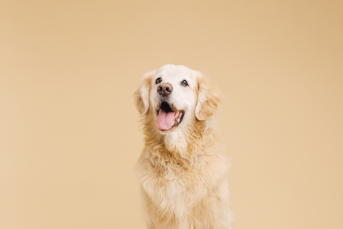 Best Training Treats for Puppies in India (And Why Commercial Brands Are Ruining Your Dog’s Digestion)