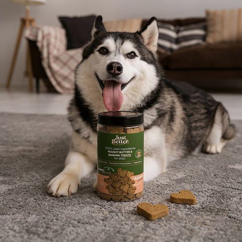 Best Vegetarian Dog Treats in India (And Why Most 
