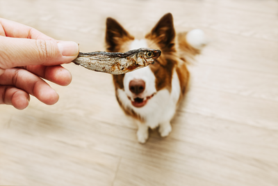Can Dogs Eat Fish? (And The Toxic 