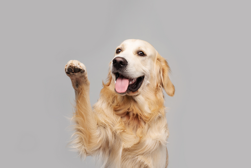 Can Dogs Eat Rice? (The Truth About White Rice and The Desi Superfoods You Should Be Feeding Instead)