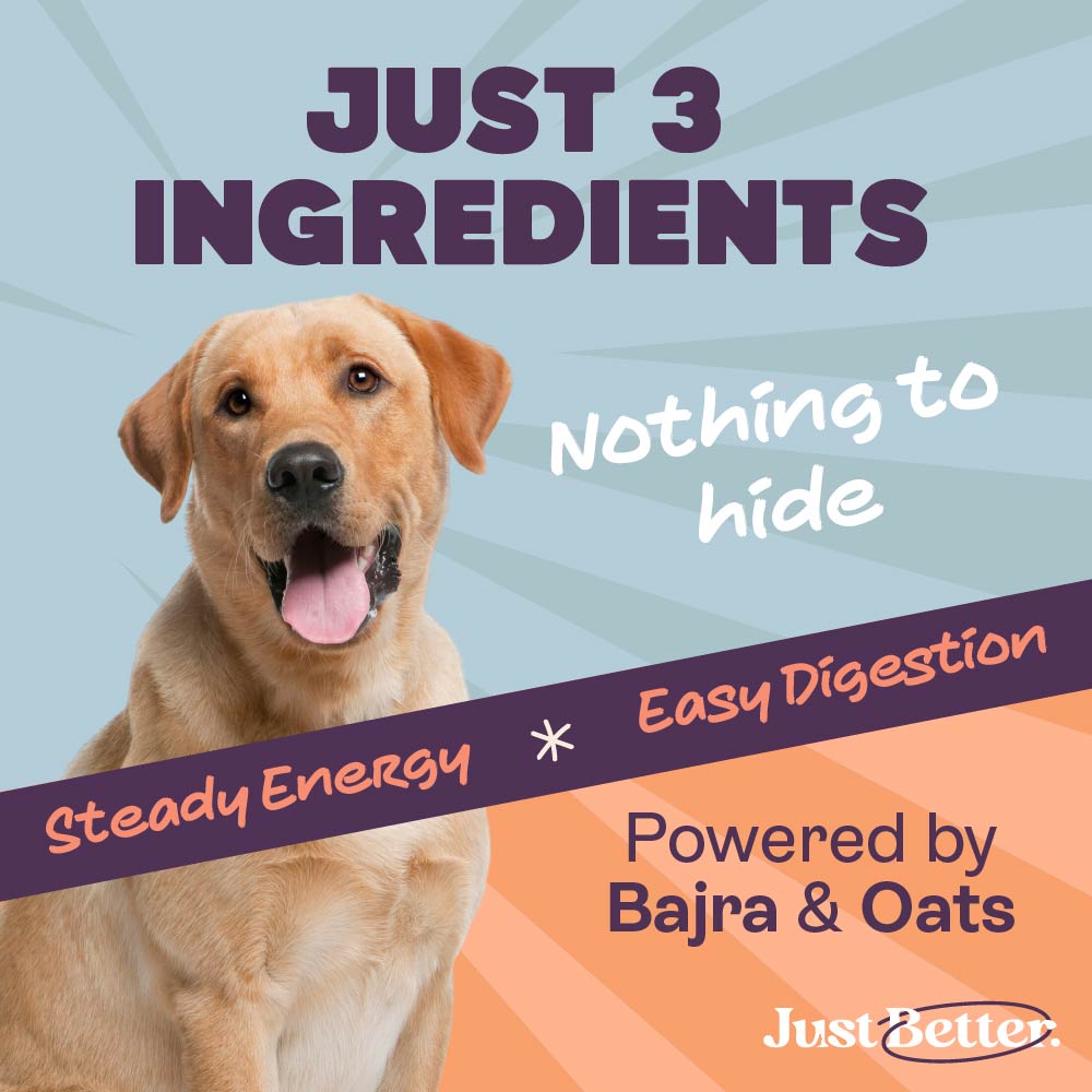 Protein treats for dogs | dog treat with superfood | Fish treat with Sardines